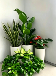 慈溪绿植租摆效果-杭州湾绿植租赁费用-镇海绿植租赁经营模式-江北花卉租赁选择